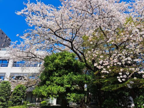 TDH桜